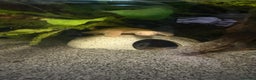 Terrapin reptiles for sale: Chinese albino soft shell turtle + tank  - Advert 2
