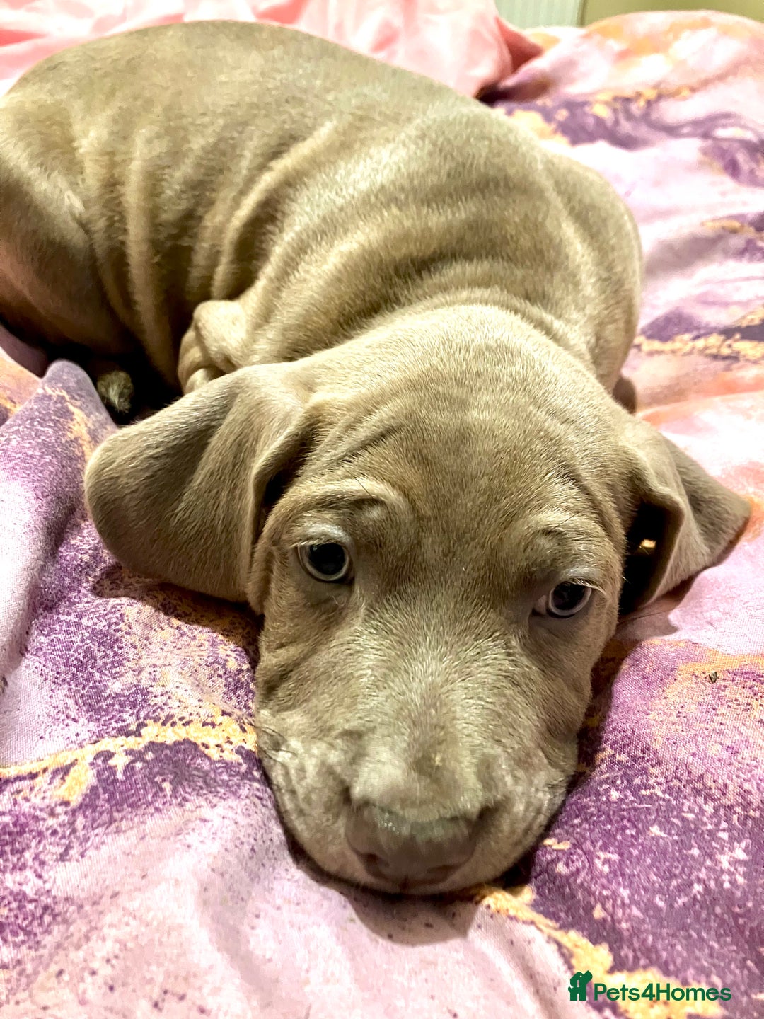 Mixed Breed dogs for sale: Beautiful staffy cross puppies  - Image 1
