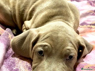 Mixed Breed dogs - Advert 2