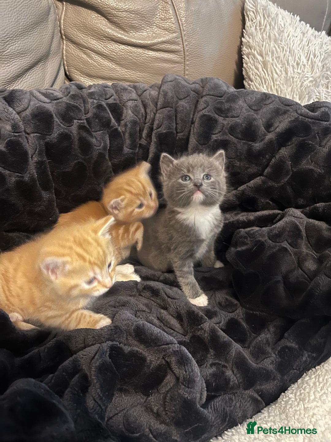 British Shorthair cats for sale: British short hair x - Image 21