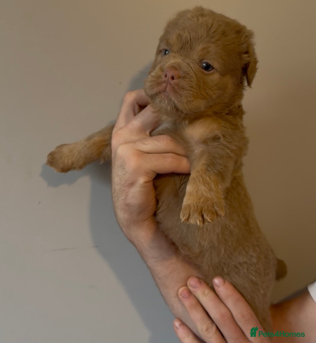 Olde English Bulldogge dogs for sale: Olde English bulldog puppies - Image 4