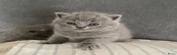 British Shorthair cats for sale: GORGEOUS PEDIGREE BRITISH SHORTHAIR  - Advert 18