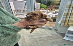 Cocker Spaniel dogs for sale: 5 gorgeous male working cocker spaniel puppies  - Image 5