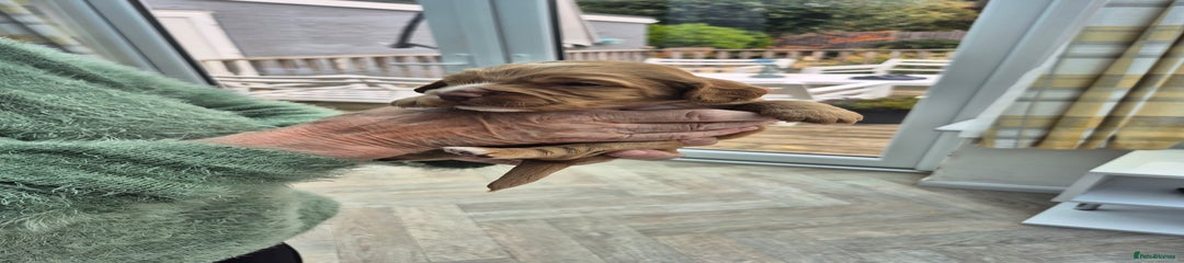 Cocker Spaniel Puppy 4