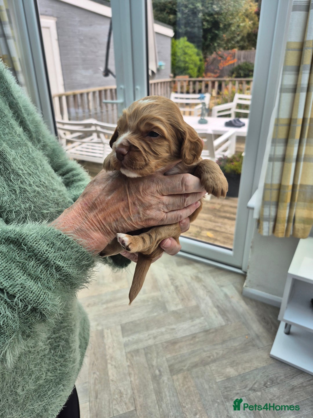 Cocker Spaniel dogs for sale: 5 gorgeous male working cocker spaniel puppies  - Image 5