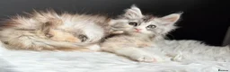 Maine Coon cats for sale: Outstanding Russian line kittens  - Advert 9