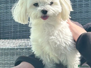 Maltese dogs in Coatbridge - Advert 2