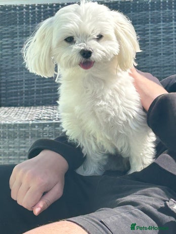 Maltese dogs in Coatbridge - Advert 1