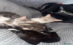 Mixed Breed cats for sale: Mixed breed cat  - Image 8