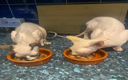 Sphynx cats for sale:  Sphynx kittens are looking for a loving  home. - Image 18