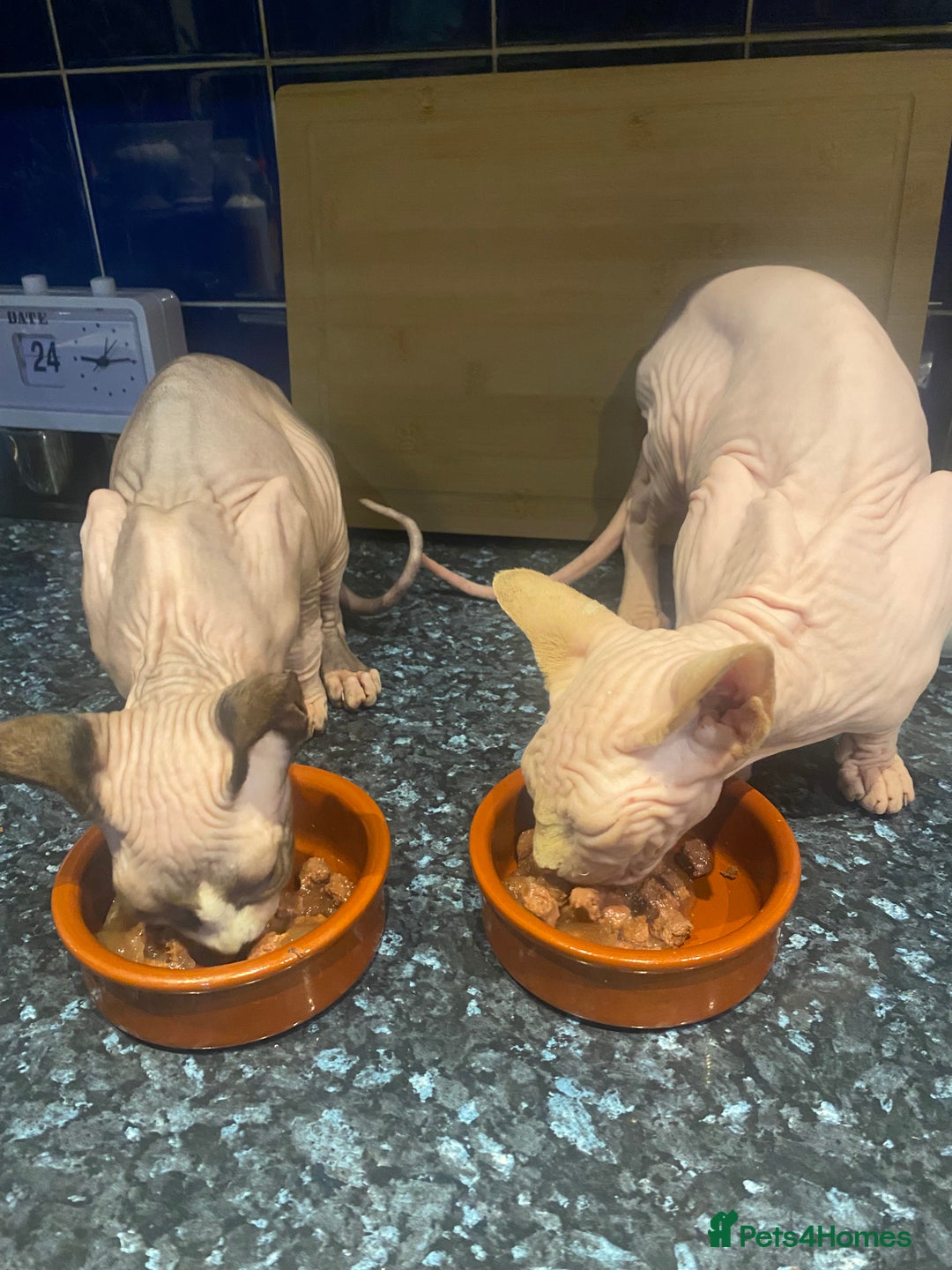 Sphynx cats for sale:  Sphynx kittens are looking for a loving  home. - Image 18