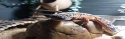 Leopard Gecko reptiles for sale: Leopard Gecko  in Sidmouth - Advert 2