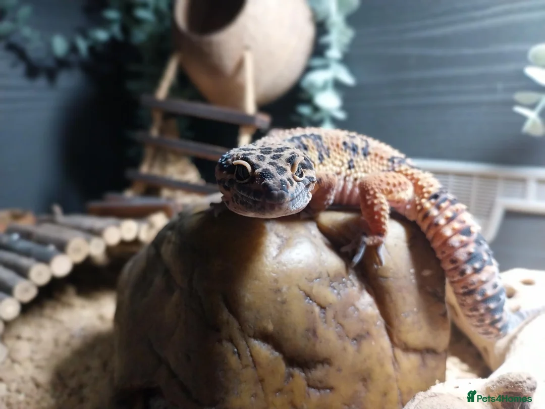 Leopard Gecko reptiles for sale: Leopard Gecko  in Sidmouth - Advert 2