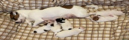 Mixed Breed dogs for sale: Beautiful Chihuahua x Jack Russell Puppies  - Advert 7