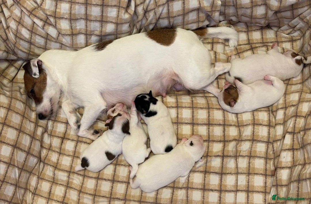 Mixed Breed dogs for sale: Beautiful Chihuahua x Jack Russell Puppies  - Advert 7