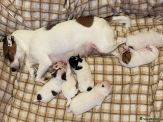 Mixed Breed dogs Beautiful Chihuahua x Jack Russell Puppies - Advert 12
