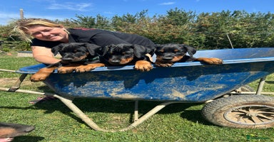 Dobermann dogs - Advert 3