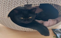 British Shorthair cats for sale: Beautiful black pedigree british shorthairs - Image 11