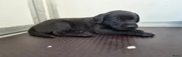 Labrador Retriever dogs for sale: Field Trial Champion Sired Labrador Puppies in Cardigan - Advert 5