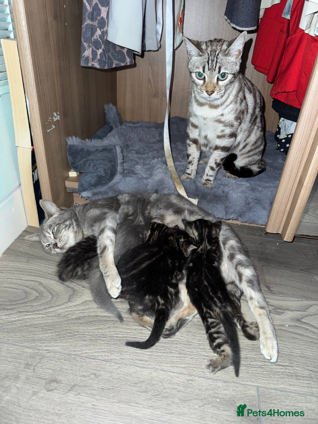 Bengal cats for sale: 3/4 bengal 1/4BSH - Advert 9