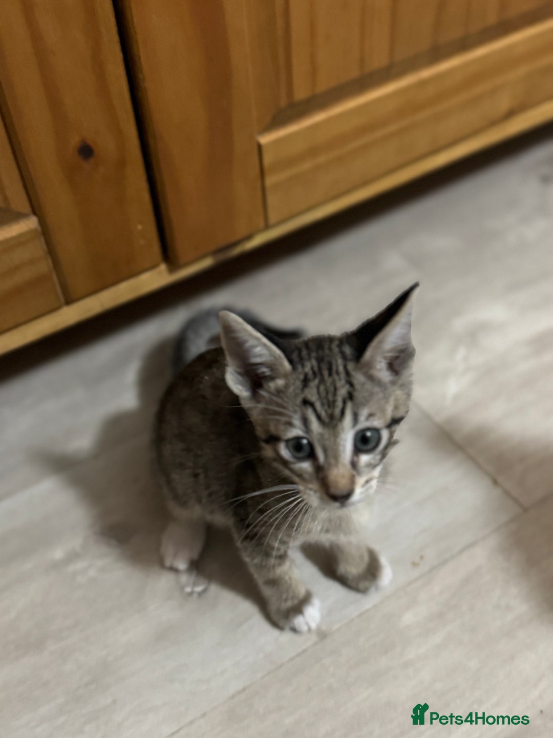 Mixed Breed cats for sale: Sweet kittens for sale  - Advert 14