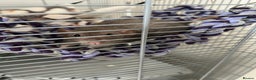 Rat rodents for sale: 2 x male dumbo rats  - Advert 1