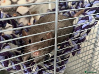 Rat rodents 2 x male dumbo rats - Advert 13