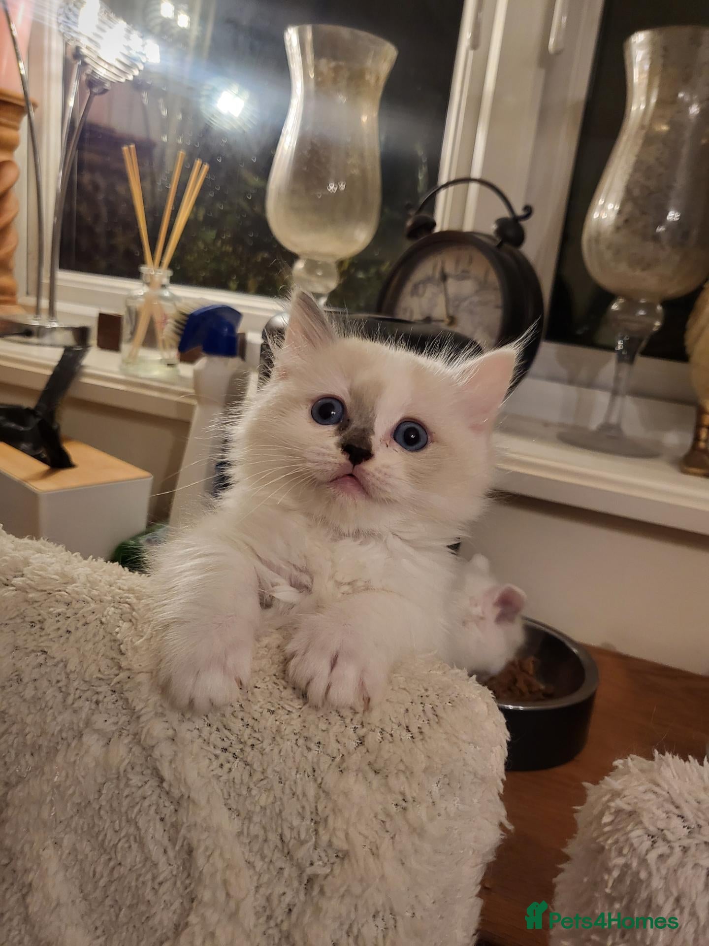 Ragdoll cats Exceptional pure bred ragdolls - Advert 1