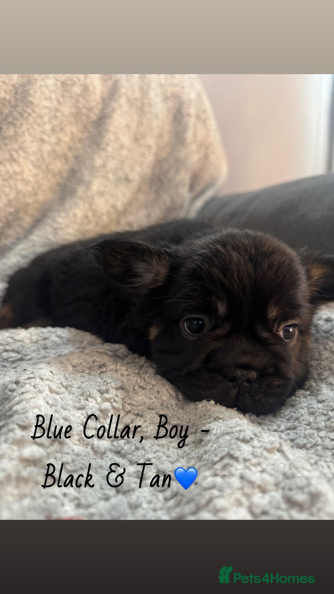 French Bulldog dogs for sale: Visual Fluffy French Bulldogs - Image 5