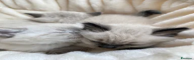 Ragdoll 1
