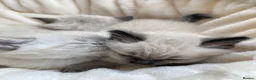 Ragdoll cats for sale: Blue point and blue lynx point ragdoll x in Sutton Coldfield - Advert 5