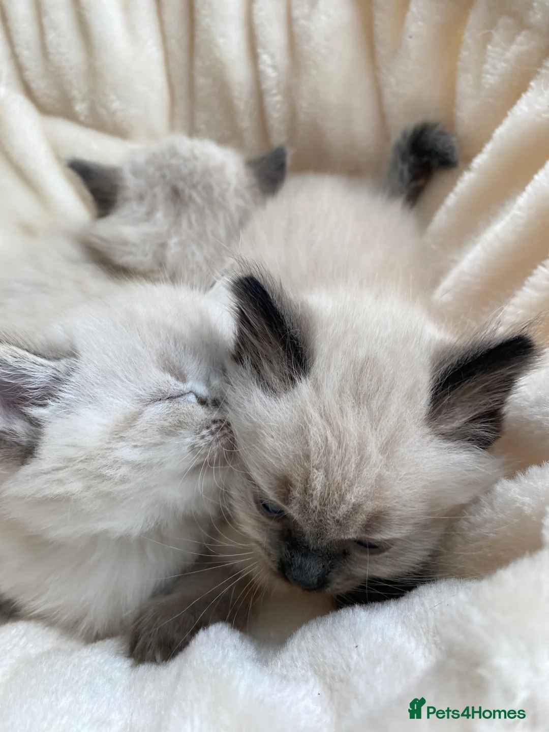 Ragdoll cats for sale: Blue point and blue lynx point ragdoll x in Sutton Coldfield - Advert 5
