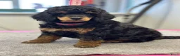 Miniature Poodle dogs for stud: Small RKC registered Miniature Phantom Poodle - Advert 29