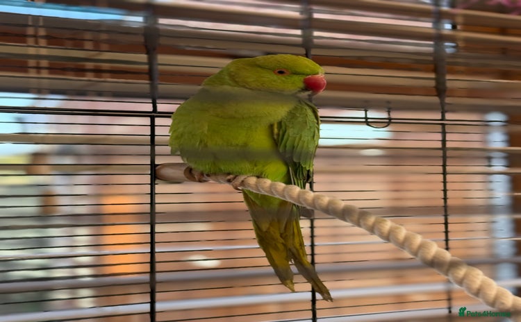 Ringnecks birds - Advert 1