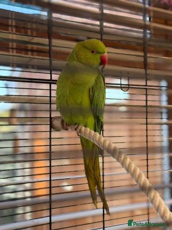 Ringnecks birds - Advert 1
