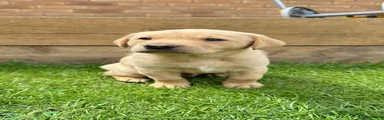 Labrador Retriever 2