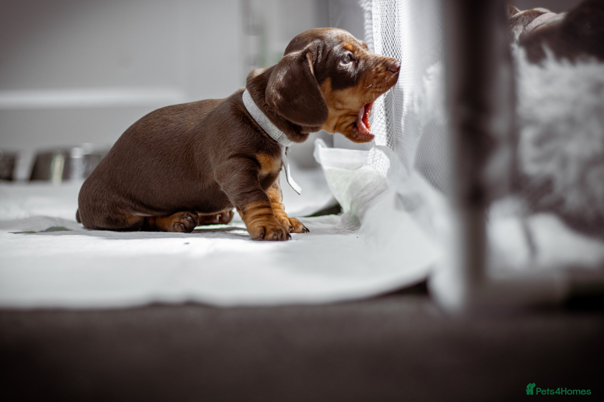 Miniature Dachshund dogs Miniature dachshund puppies  - Advert 9