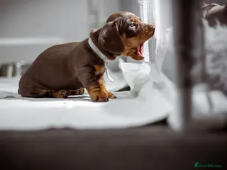Miniature Dachshund dogs Miniature dachshund puppies - Advert 9