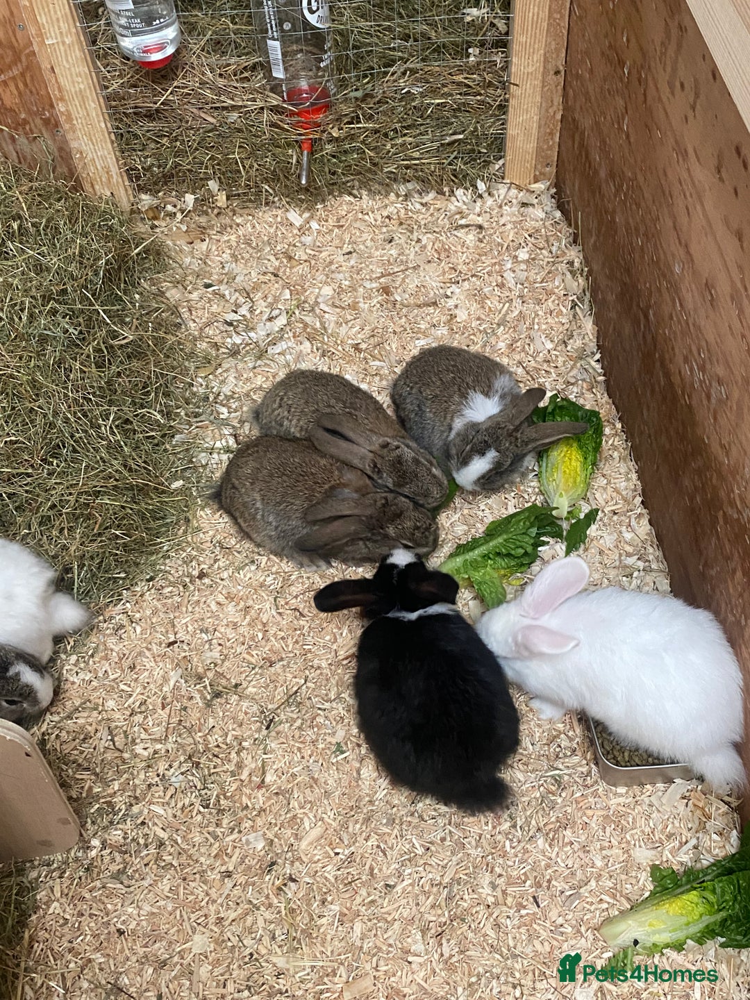Dutch rabbits for sale: Bunnies for sale - Image 7