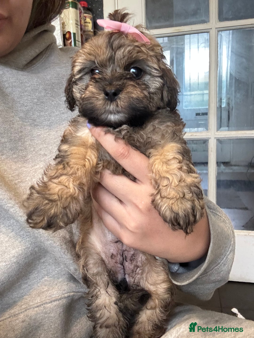 Schnauzer Shih Tzu And Dachshund Mix 5+ Hundred Schnauzer Terrier
