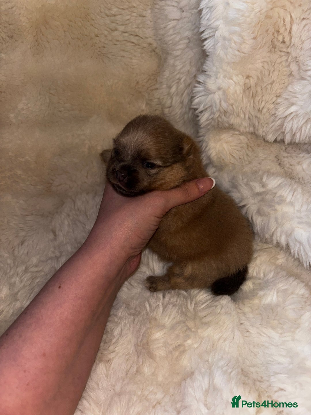 Pomeranian dogs for sale: Rare KC Lilac, Blue and Blue Sable Pups!  - Advert 11
