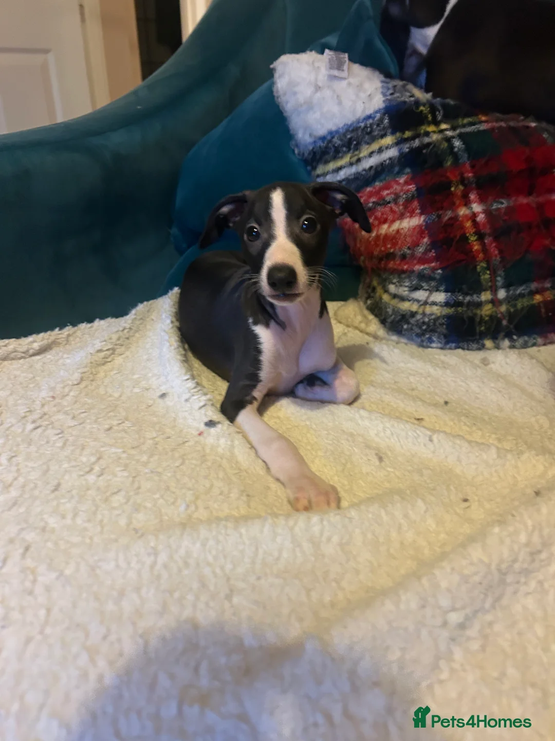 Italian Greyhound dogs for sale: 2 beautiful boy Iggys looking for their new home - Advert 28