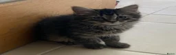 Mixed Breed cats for sale: Litter of 6 kittens ready to go to new homes! in Colchester - Advert 21