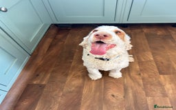 Cocker Spaniel dogs for sale: 3 year old show type cocker Boy - Image 6
