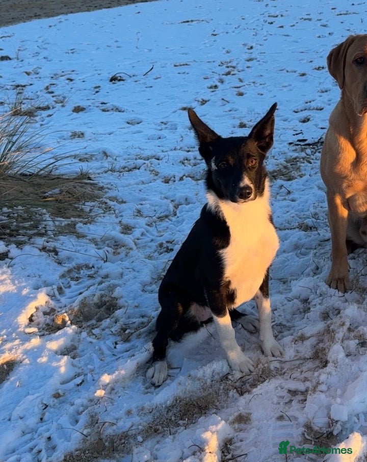 Mixed Breed dogs Poppy - Advert 2