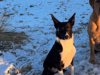 Mixed Breed dogs Poppy - Advert 8