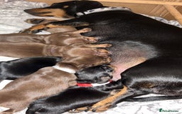 Dachshund dogs for sale: Beautiful dachshund puppies - Image 14