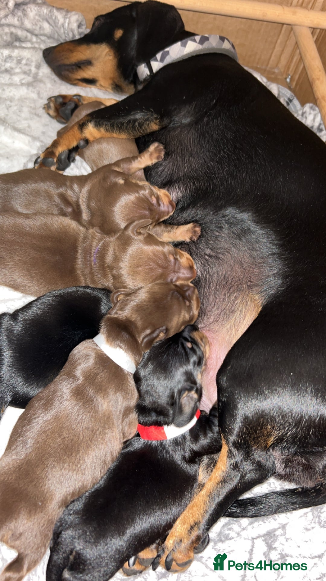 Dachshund dogs for sale: Beautiful dachshund puppies - Image 14