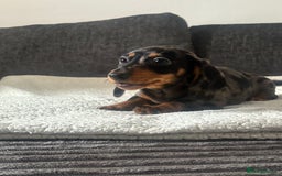 Miniature Dachshund dogs for sale: BEAUTIFUL MINIATURE DACHSHUND PUPPIES ! - Image 5