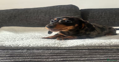 Miniature Dachshund dogs - Advert 2